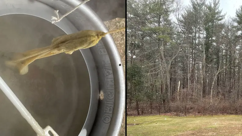 A composite of two images. The left half shows my dad lifting the hops steeping bag out of the boiling water, revealing the bag has ripped open and dumped its contents into the kettle. The right half shows his backyard with a flurry of snowflakes visible against the tree line.