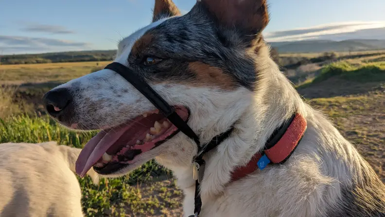 Dog wearing the Minitailz collar and a muzzle.