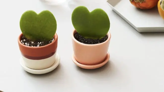 Two hoya plants