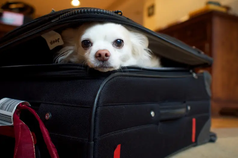 puppy peeking out of suitcase