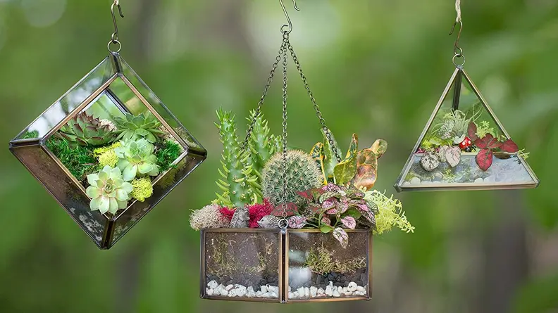Terrarium