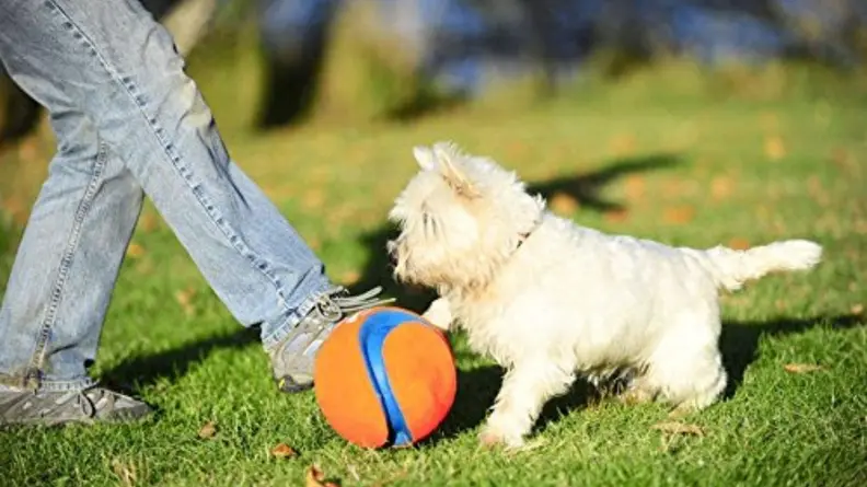 dog toy