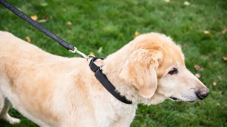Country Brook Petz Martingale collar