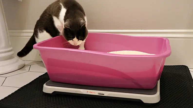 Cat climbing into a red litterbox on a Petivity.