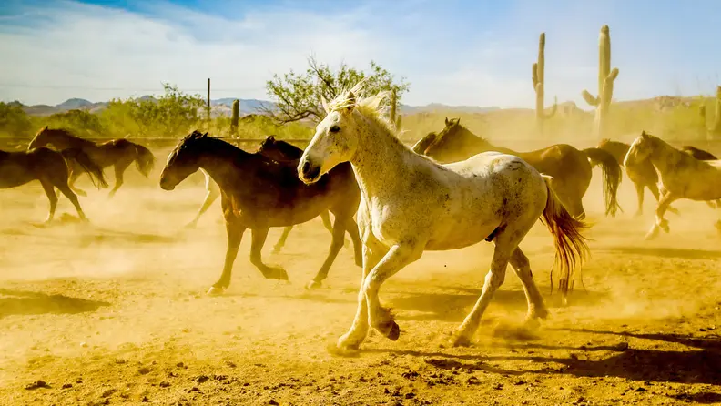 White horse running with a herd through a dusty desert landscape with cacti in the background.