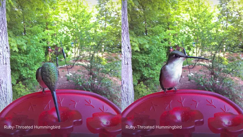 Two side by side shots show a ruby throated hummingbird at a feeder in a backyard