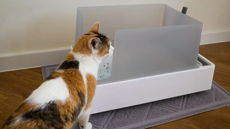 A calico cat investigating the Cove litter box.