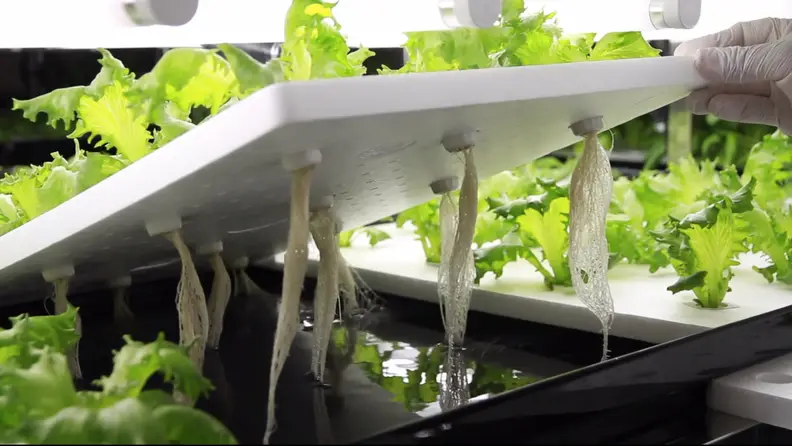 A shot of the plants in "action".