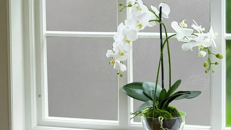 Frosted window film