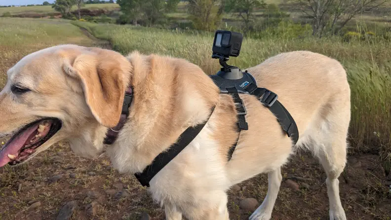 A Labrador Retriever dog with a pale blond coat stands sideways on a dirt path outdoors with the GoPro Fetch Dog Harness on its back.