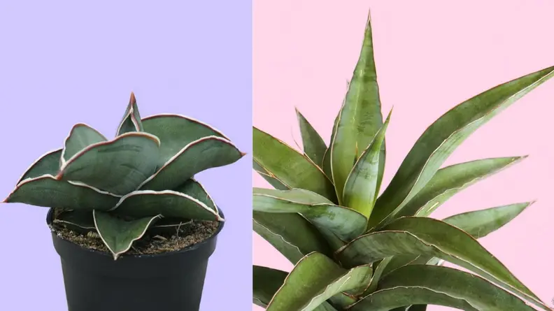 Plant Collective