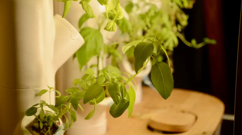 A Thai basil plant is thriving on the column of the Gardyn indoor vertical garden device.