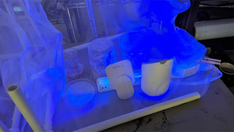 A blue light shining on testing of the Safer Home fly trap.