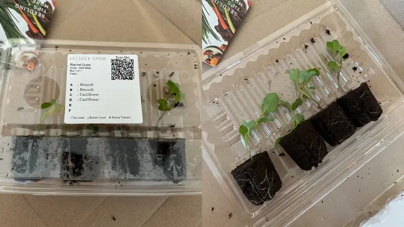 Small plants in black containers inside of clear plastic boxes.