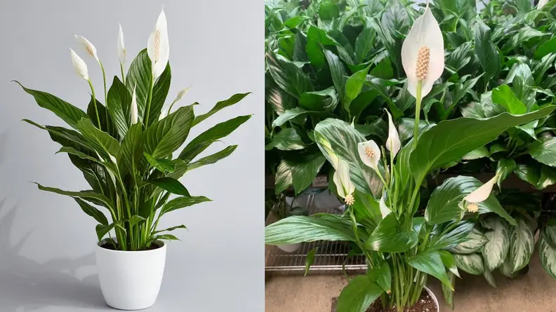 Pretty in Green Plants