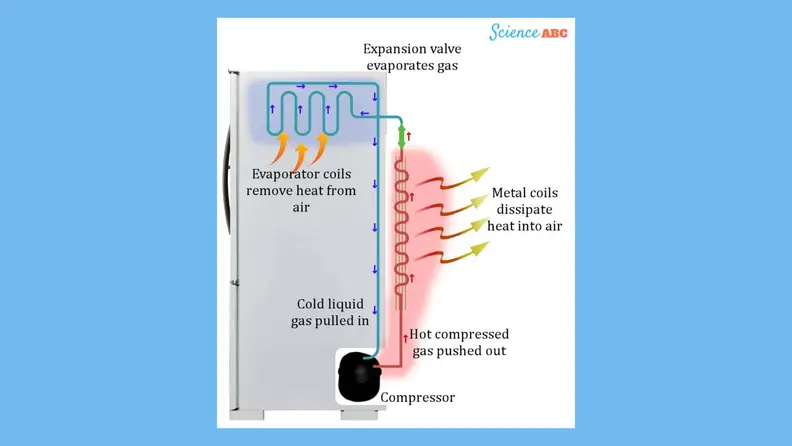 A graphic showing the path refrigerant takes through the coils and compressor in a refrigerator.
