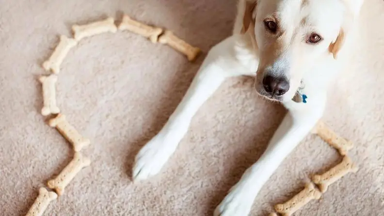 Dogs love Milk-Bones, and you'll love their reasonable price.