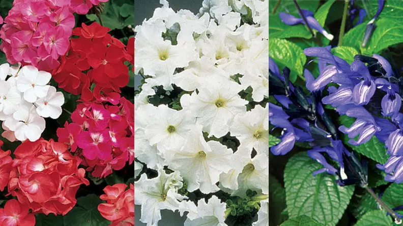 Geraniums, petunias, and salvias in bloom.