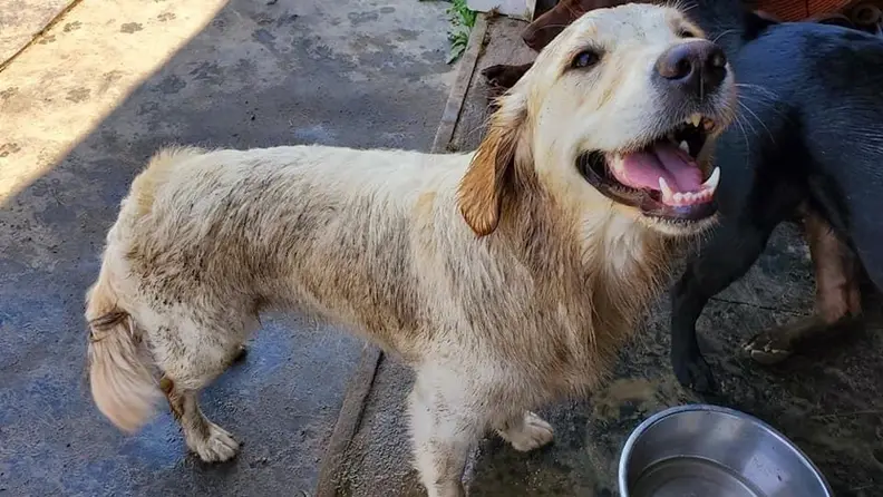 Meet Addy, my darling golden retriever who hates being clean.