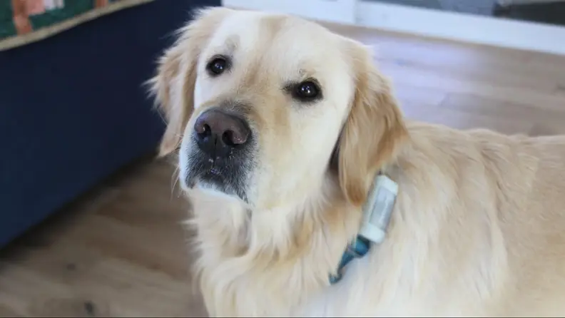 The Petcube GPS Tracker on the collar of a Golden Retriever.