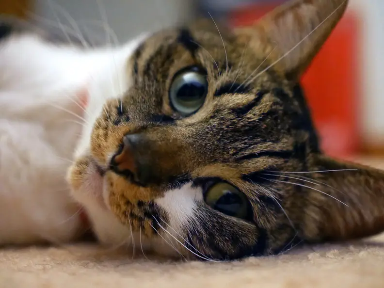 cat on floor