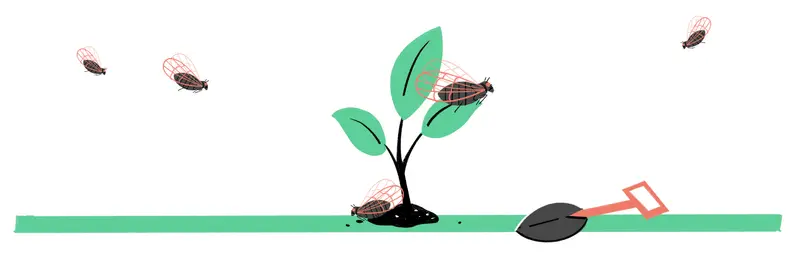 Illustration of young tree growing out of the ground with cicadas laying eggs on top