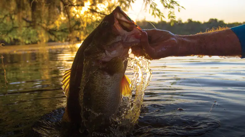 Bass Pro Sports