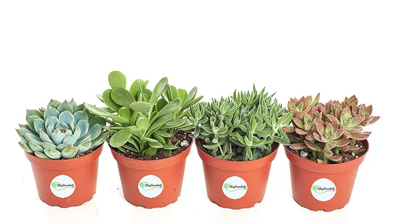 Shop Succulents Assorted Succulent