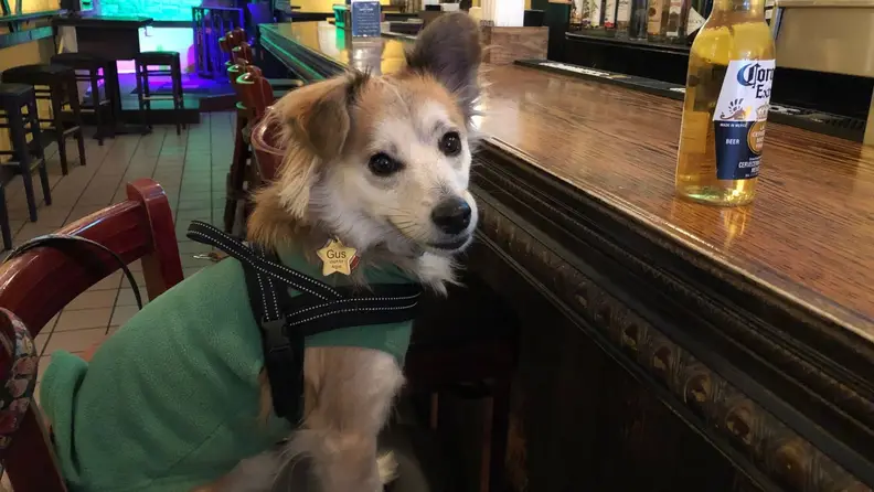 A cute dog sitting at a bar with a Corona