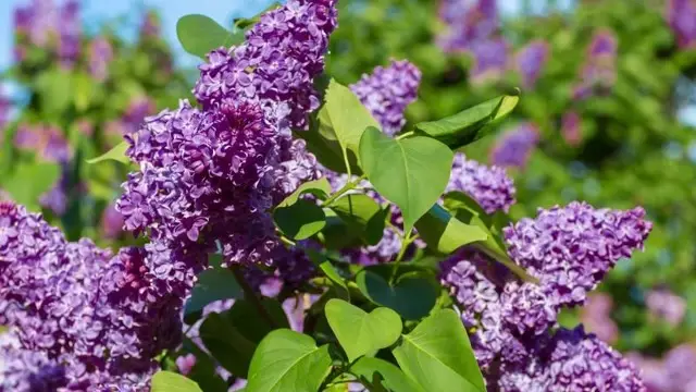 Common purple lilac blooms