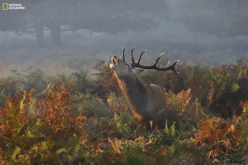 Stag Deer Bellowing