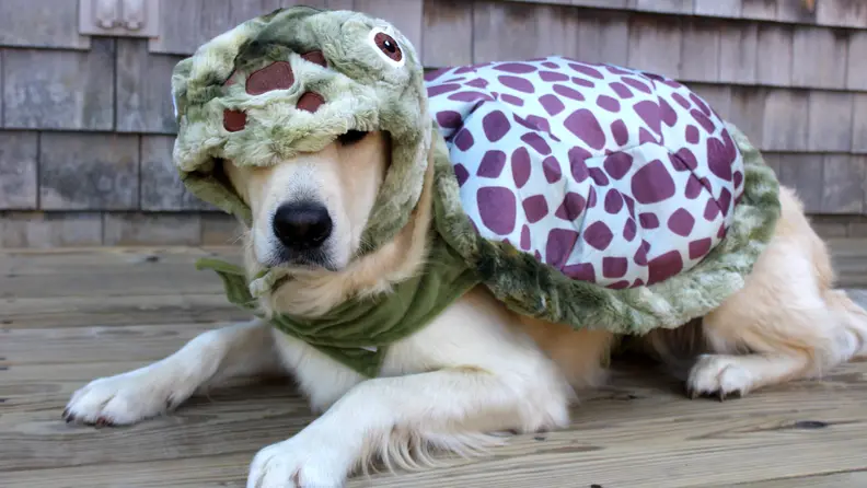 dog in turtle costume