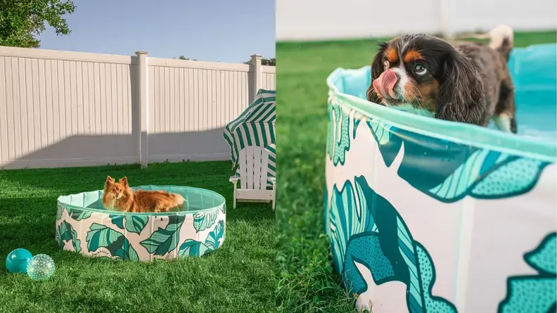 Left: In a backyard with a fence, a dog stands in a swimming pool with a tropical banana leaves print; Right: A dog in the pool sticks its tongue out