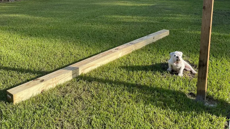 Wooden posts being set on the ground for patio shade installation. An English Bulldog is also hanging around.