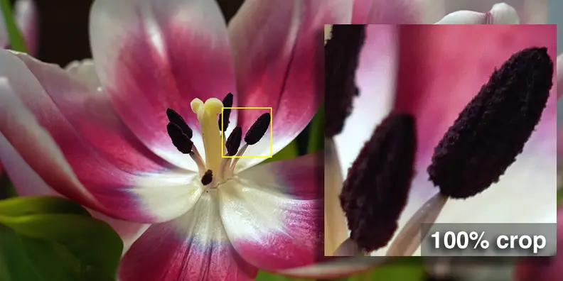 A photo and 100% crop of a photo taken by the Panasonic Lumix GM85.