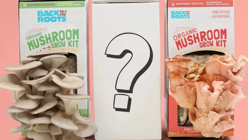 Three rectangular boxes with oyster mushrooms sprouting from the outer two. The middle box is white and marked with a black question mark.