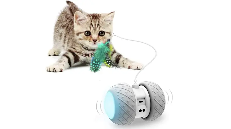 A kitten ready to pounce on the spinning toy