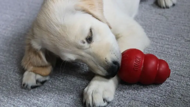kong puppy toy