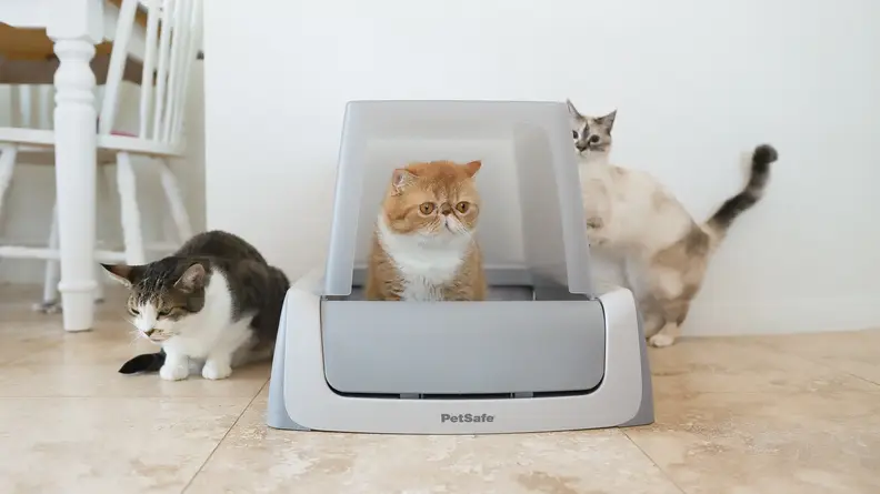 A cat sits inside the PetSafe ScoopFree as two cats roam around the tiled kitchen floor