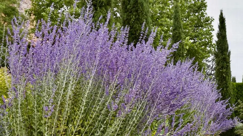 Purple russian sage blooms in a yard