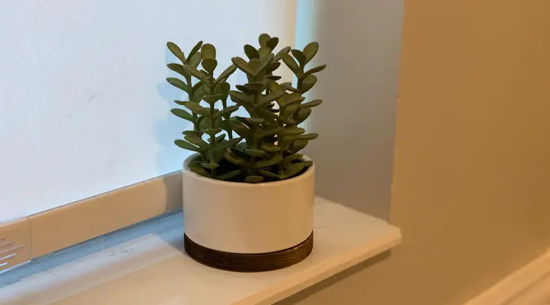 Jade plant