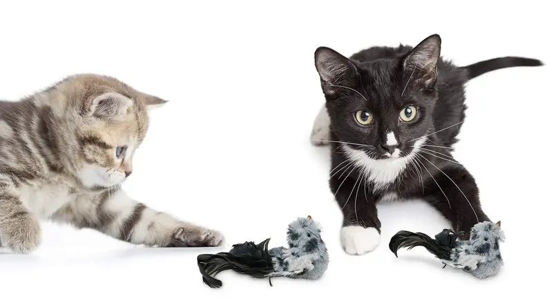 Two cats play with the squeaking bird toy