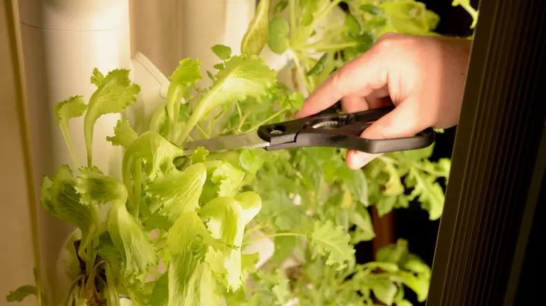 A person is using a pair of scissors to harvest lettuce.