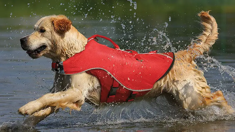 Even dogs that can swim should wear a life jacket.