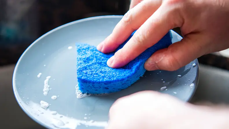 A dish sponge harbors bacteria from dishes