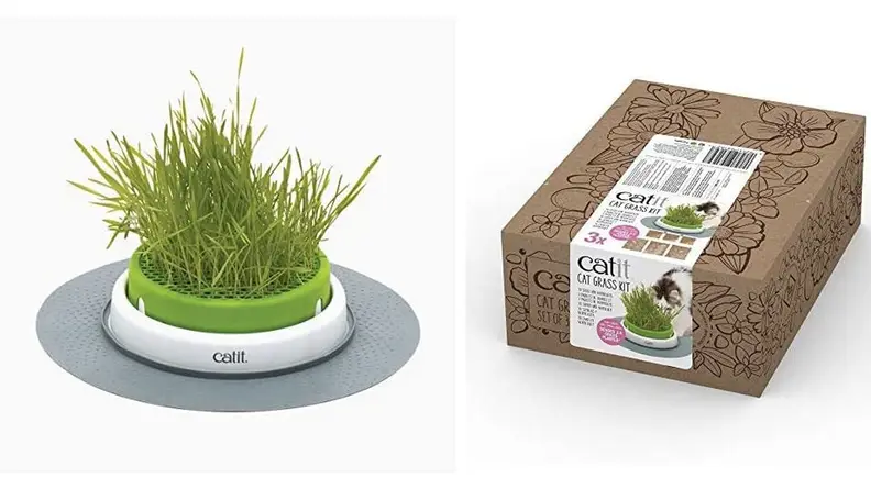 A crop of cat grass and the box it came in