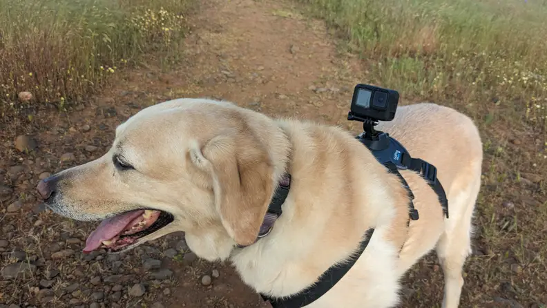A Labrador Retriever dog with a pale blond coat stands sideways on a dirt path outdoors with the GoPro Fetch Dog Harness on its back.