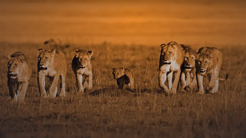 African cats