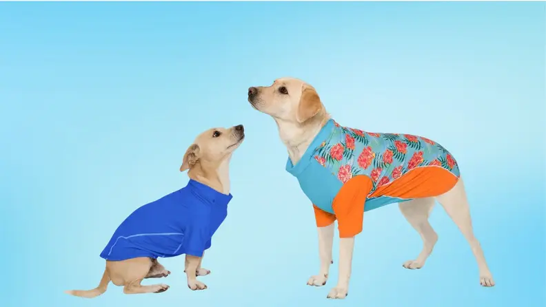 Two dogs wearing UPF shirts on a blue background