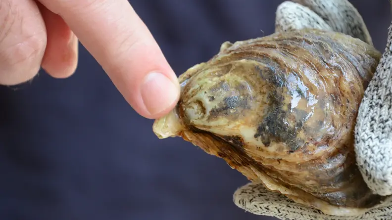A person is pointing to the hinge of an oyster.
